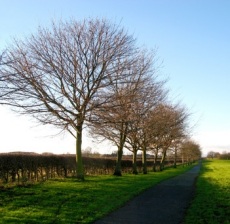 Tree row